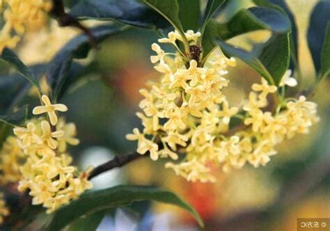 桂花陽台風水|桂花樹放陽台風水作用是什麼？桂花樹的擺放風水禁忌有哪些？